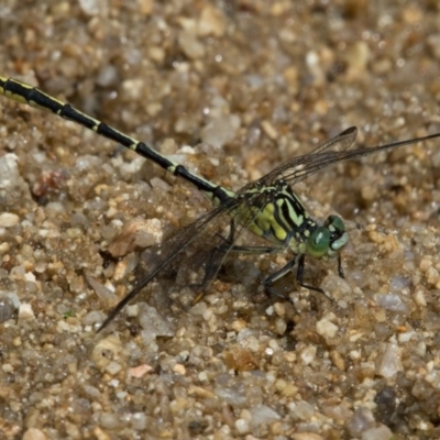 Austrogomphus guerini (Yellow-striped Hunter) at Paddys River, ACT - 11 Jan 2019 by RFYank