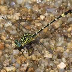 Austrogomphus cornutus (Unicorn Hunter) at Paddys River, ACT - 11 Jan 2019 by RFYank