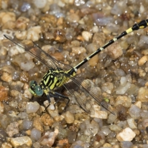 Austrogomphus cornutus at Paddys River, ACT - 12 Jan 2019 10:49 AM