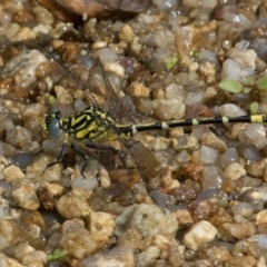 Austrogomphus cornutus at Paddys River, ACT - 12 Jan 2019 10:49 AM