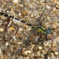 Hemigomphus heteroclytus (Stout Vicetail) at Paddys River, ACT - 11 Jan 2019 by RFYank