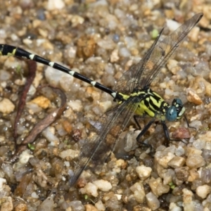 Hemigomphus heteroclytus at Paddys River, ACT - 12 Jan 2019 10:57 AM