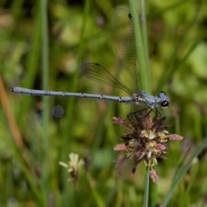 Griseargiolestes intermedius at Paddys River, ACT - 12 Jan 2019