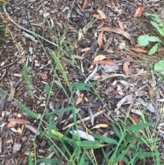 Digitaria sanguinalis (Summer Grass) at Garran, ACT - 23 Jan 2019 by ruthkerruish