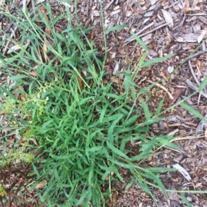 Digitaria sanguinalis at Garran, ACT - 24 Jan 2019 10:00 AM