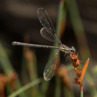 Austroargiolestes calcaris (Powdered Flatwing) at Paddys River, ACT - 12 Jan 2019 by RFYank