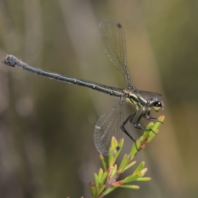 Austroargiolestes calcaris (Powdered Flatwing) at Paddys River, ACT - 11 Jan 2019 by RFYank