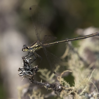 Austroargiolestes calcaris (Powdered Flatwing) at Paddys River, ACT - 12 Jan 2019 by RFYank