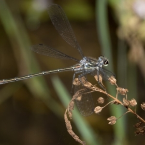 Austroargiolestes icteromelas at Paddys River, ACT - 12 Jan 2019