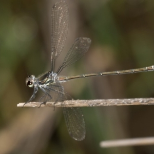 Austroargiolestes icteromelas at Paddys River, ACT - 12 Jan 2019