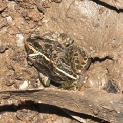 Limnodynastes tasmaniensis (Spotted Grass Frog) at Majura, ACT - 23 Jan 2019 by jbromilow50