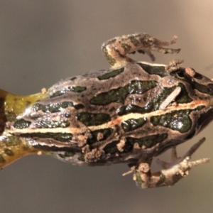 Limnodynastes tasmaniensis at Majura, ACT - 23 Jan 2019