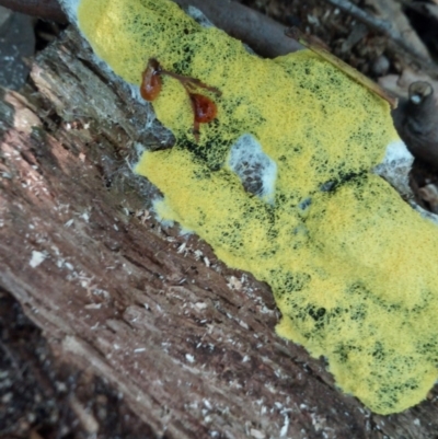 Fuligo septica (Scrambled egg slime) at Morton, NSW - 31 Dec 2018 by vivdavo
