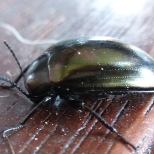 Chalcopteroides spectabilis at Wanniassa, ACT - 24 Jan 2019