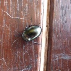 Chalcopteroides spectabilis at Wanniassa, ACT - 24 Jan 2019