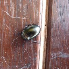 Chalcopteroides spectabilis at Wanniassa, ACT - 24 Jan 2019 05:00 PM