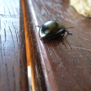 Chalcopteroides spectabilis at Wanniassa, ACT - 24 Jan 2019 05:00 PM