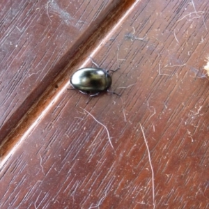 Chalcopteroides spectabilis at Wanniassa, ACT - 24 Jan 2019 05:00 PM