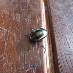 Chalcopteroides spectabilis at Wanniassa, ACT - 24 Jan 2019 05:00 PM