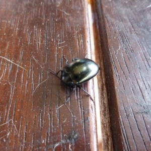 Chalcopteroides spectabilis at Wanniassa, ACT - 24 Jan 2019 05:00 PM
