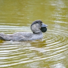 Biziura lobata (Musk Duck) at Paddys River, ACT - 24 Jan 2019 by frostydog