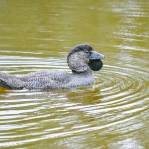 Biziura lobata at Paddys River, ACT - 24 Jan 2019