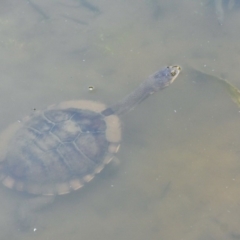 Chelodina longicollis (Eastern Long-necked Turtle) at Tidbinbilla Nature Reserve - 23 Jan 2019 by frostydog