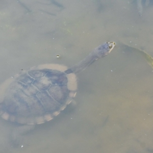 Chelodina longicollis at Paddys River, ACT - 24 Jan 2019