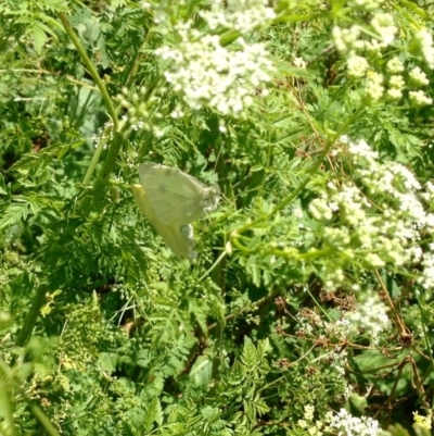 Pieris rapae (Cabbage White) at Booth, ACT - 24 Jan 2019 by KMcCue