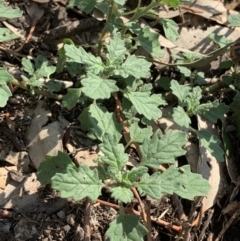 Dysphania pumilio (Small Crumbweed) at Weston, ACT - 24 Jan 2019 by AliceH