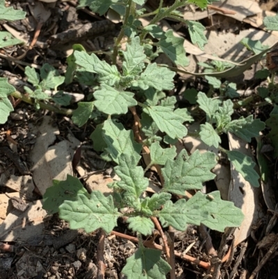 Dysphania pumilio (Small Crumbweed) at Weston, ACT - 24 Jan 2019 by AliceH