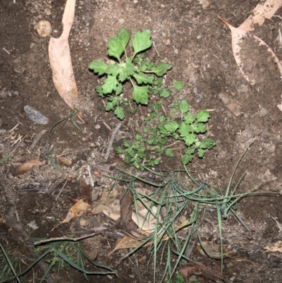 Dysphania pumilio (Small Crumbweed) at Weston, ACT - 24 Jan 2019 by AliceH