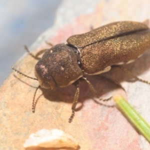 Dinocephalia sp. (genus) at Wyanbene, NSW - 23 Jan 2019 10:32 PM