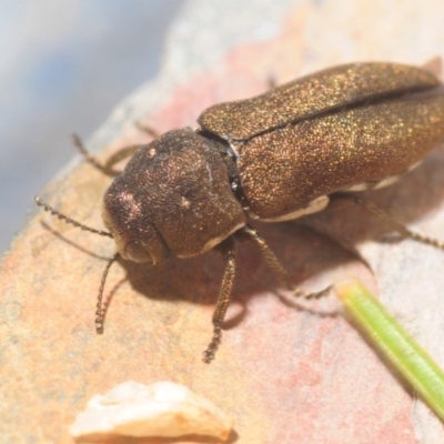 Dinocephalia sp. (genus) (A Jewel Beetle) at Wyanbene, NSW - 23 Jan 2019 by Harrisi
