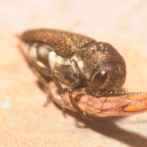 Dinocephalia sp. (genus) at Wyanbene, NSW - 23 Jan 2019 10:32 PM