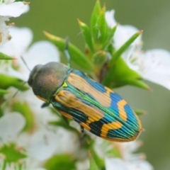 Castiarina tricolor (Jewel beetle) at Tianjara, NSW - 20 Jan 2019 by Harrisi