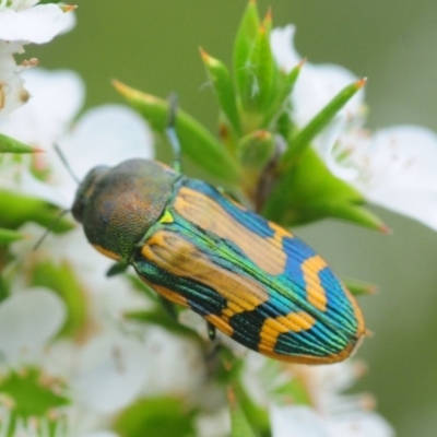 Castiarina tricolor (Jewel beetle) at Tianjara, NSW - 20 Jan 2019 by Harrisi