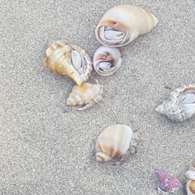 Unidentified Hermit Crab at Denhams Beach, NSW - 27 Dec 2018 by Suemeade