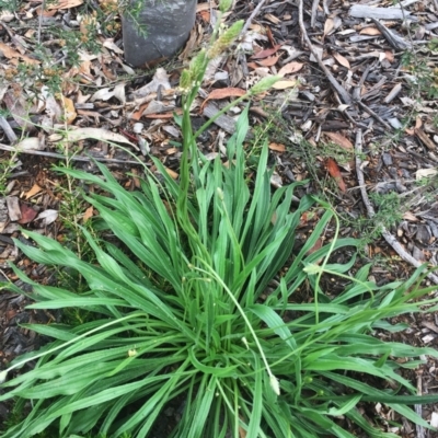 Plantago lanceolata (Ribwort Plantain, Lamb's Tongues) at Garran, ACT - 23 Jan 2019 by ruthkerruish