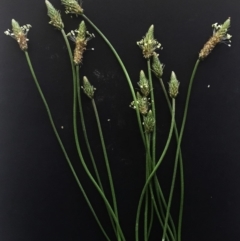 Plantago lanceolata at Garran, ACT - 24 Jan 2019