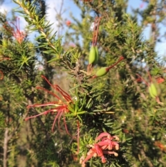 Grevillea juniperina at Tuggeranong, ACT - 18 Dec 2018