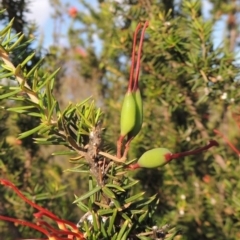 Grevillea juniperina at Tuggeranong, ACT - 18 Dec 2018