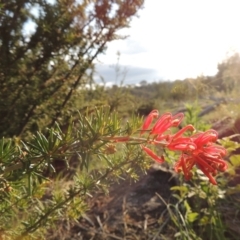 Grevillea juniperina at Tuggeranong, ACT - 18 Dec 2018