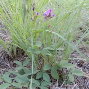 Glycine tabacina at Greenway, ACT - 9 Jan 2019