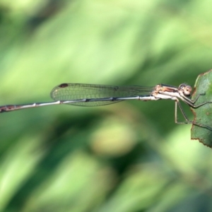 Austrolestes analis at Ainslie, ACT - 25 Jan 2019