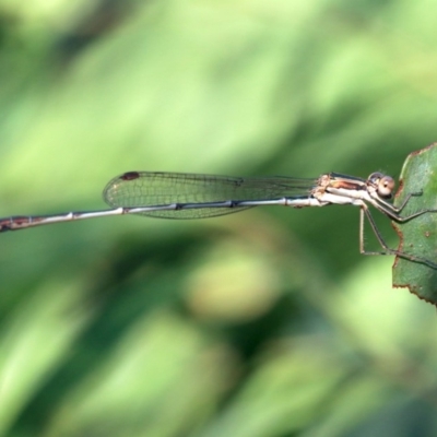 Austrolestes analis (Slender Ringtail) at Ainslie, ACT - 25 Jan 2019 by jb2602