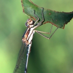 Austrolestes analis at Ainslie, ACT - 25 Jan 2019