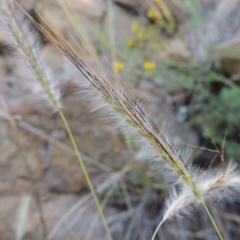 Dichanthium sericeum (Queensland Blue-grass) at Greenway, ACT - 9 Jan 2019 by MichaelBedingfield