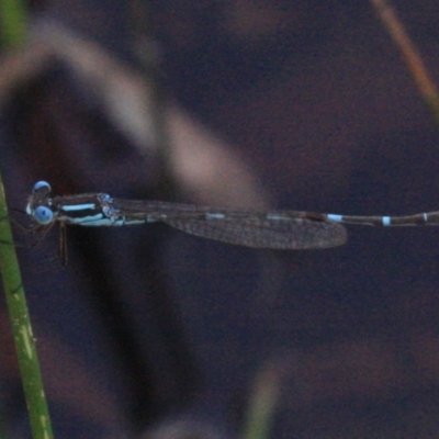 Austrolestes leda (Wandering Ringtail) at Majura, ACT - 24 Jan 2019 by jb2602