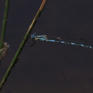 Austrolestes leda at Majura, ACT - 24 Jan 2019 12:51 PM